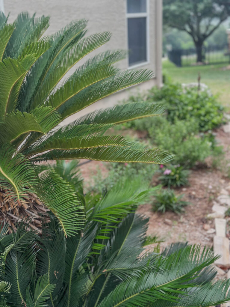 Front Yard
